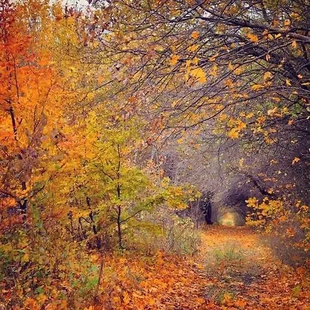 Apartamento Le Burin Des Rosiers